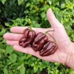 Habanero Chocolat