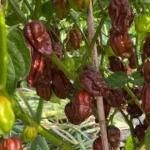 Habanero Chocolat – Image 3