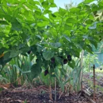 Habanero Chocolat – Image 4