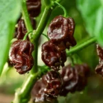Habanero Chocolat – Image 2