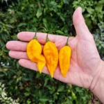 Habanero Lemon