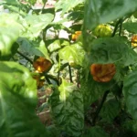 Habanero Mustard – Image 3