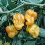 Habanero Mustard – Image 2