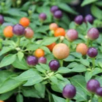 Hot Pops Purple – Image 2