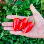 Inca Berry XL