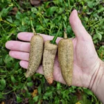 Jalapeno Farmer’s Market