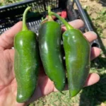 Jalapeno Jumbo