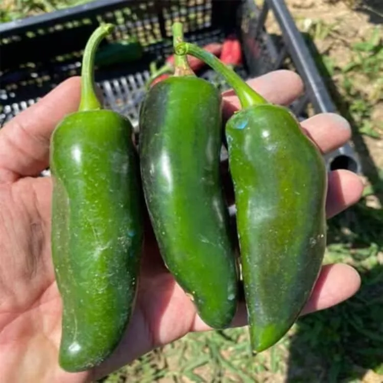 jalapeno-jumbo-1 Jalapeno Jumbo – Image 1