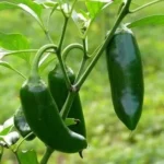 Jalapeno Jumbo – Image 2