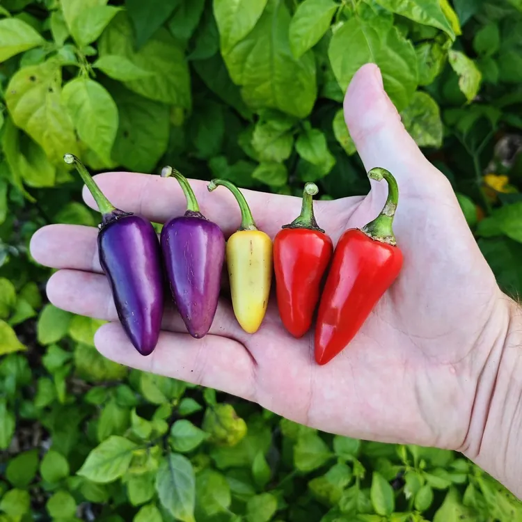 jalapeno-multicolor-1 Jalapeno Multicolor – Image 1