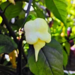 Jay's x Pink x Reaper Lemon – Image 2