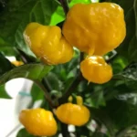 KS Lemon Starrburst – Image 3