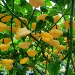 KS Lemon Starrburst – Image 4