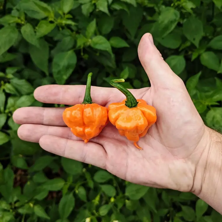 ks-peach-starrkist-1 KS Peach Starrkist – Image 1