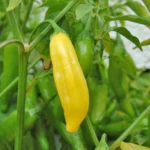 Lemon Drop – Image 2