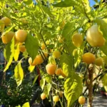 Peachadew – Image 3