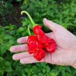 Peter Pepper
