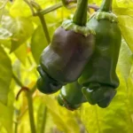 Peter Pepper – Image 2