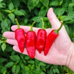 Piment de Bresse