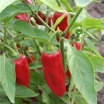 Piment de Bresse – Image 2