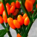 Pimenta La Macarena – Image 2