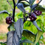 Pimenta Lisa – Image 3