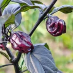 Pimenta Lisa – Image 2