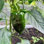 Poblano – Image 3