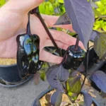 Poblano Black – Image 2