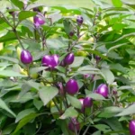 Purple Delight – Image 2