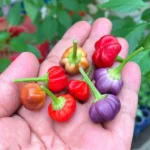 Purple Pumpkin – Image 4