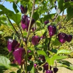 Purple UFO – Image 2