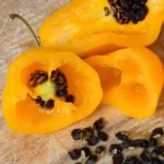 Rocoto Guatemalan Orange – Image 4