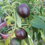 Rocoto Mini Brown – Image 2