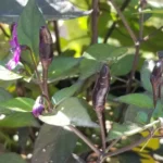 Royal Black – Image 3