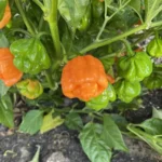 Scotch Bonnet Peach – Image 3