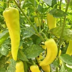 Sweet Banana – Image 2
