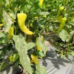Sweet Banana – Image 3