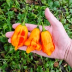 Tangerine Tiger