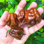 Trinidad Scorpion Chocolat