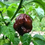 Trinidad Scorpion Chocolat – Image 2