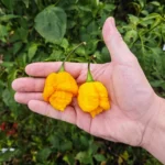Trinidad Scorpion Moruga Jaune