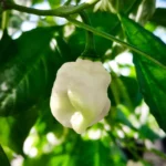 Trinidad Scorpion White – Image 2