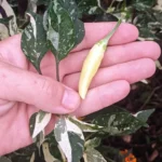UFO Fluorescent Variegated