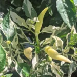 UFO Fluorescent Variegated – Image 2
