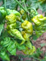 Faddas Mustard – Image 2
