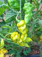 Faddas Mustard – Image 3