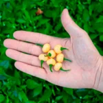 Aji Charapita Peach