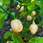 Aji Charapita Peach – Image 2