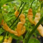 Aji Charapita Peach Long – Image 2